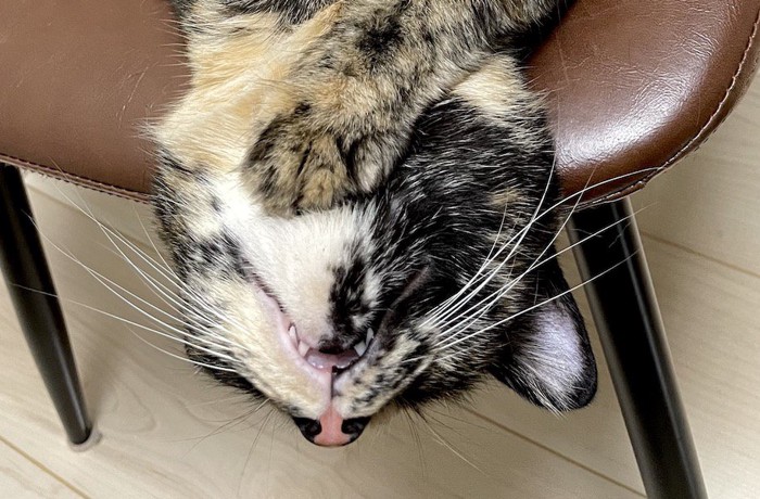 イスの上に仰向けになっている長毛のサビ猫