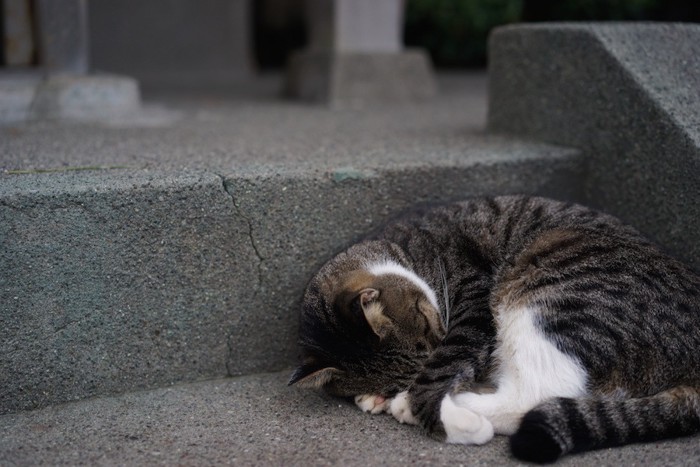 外で丸まって眠る猫