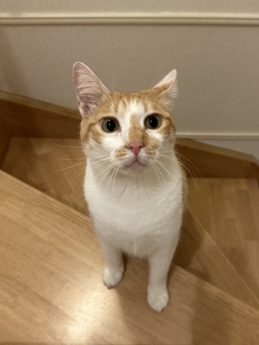 階段に手をかけ飼い主を見上げる猫