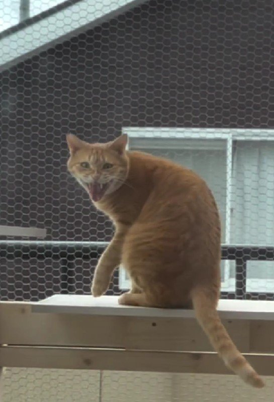 鳴いている猫