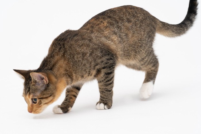 においを調べる猫