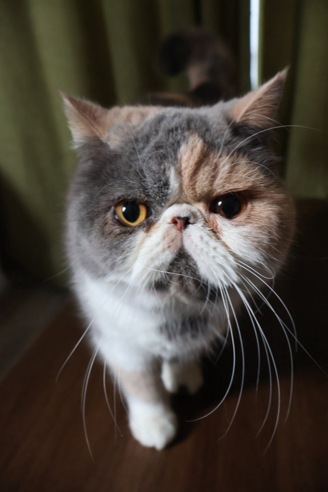 エキゾチック種の猫