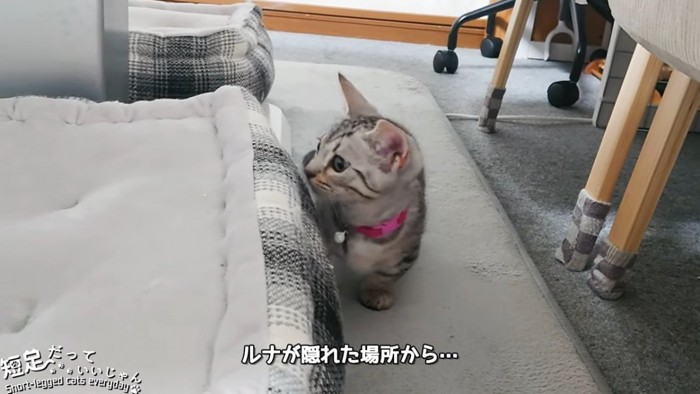 クッションに隠れる猫