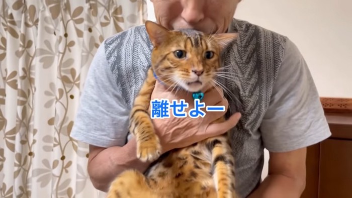 抱っこされる猫