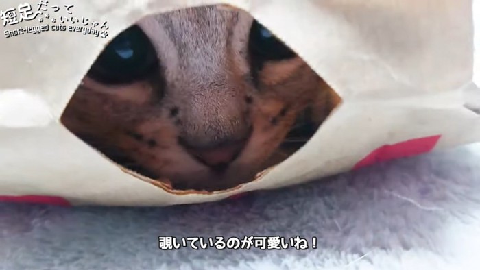 紙袋の穴からのぞく猫