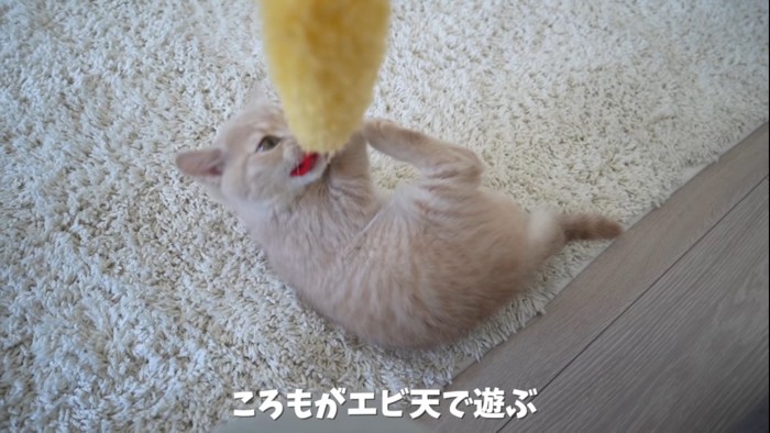 エビ天のおもちゃで遊ぶ猫%％エビ天のおもちゃがお気に入りのようです