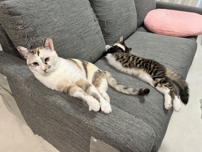 キジ白の子猫と先住猫