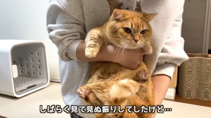 抱っこされる猫