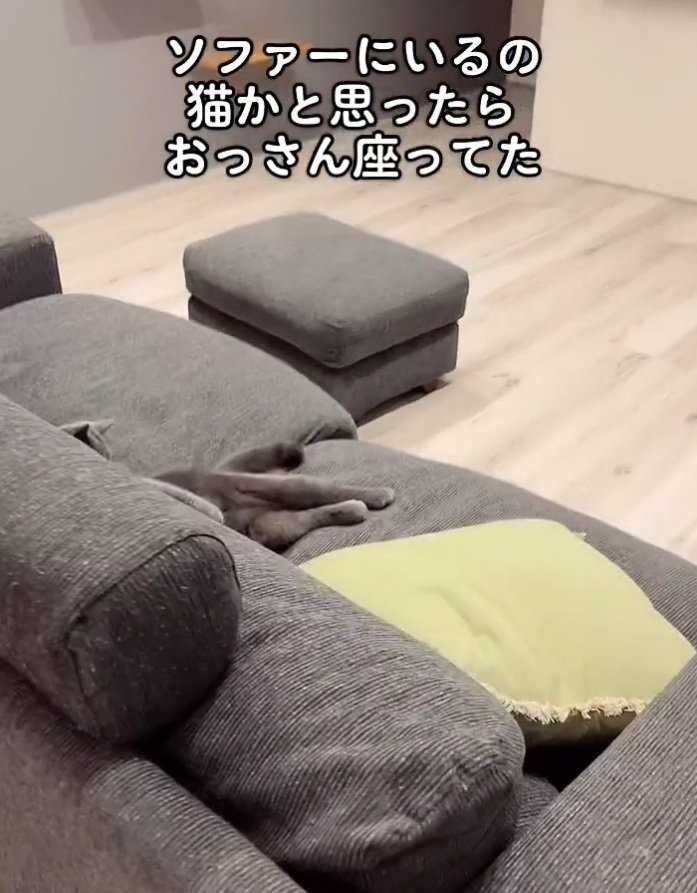 座る猫
