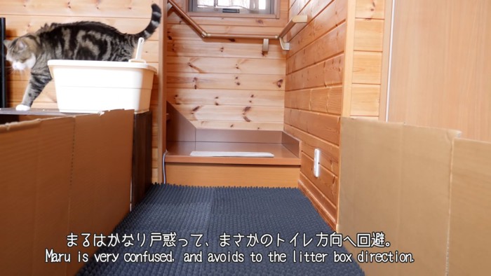 猫トイレの上を歩く猫