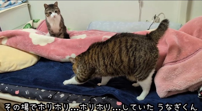 敷きパッドを掻く猫