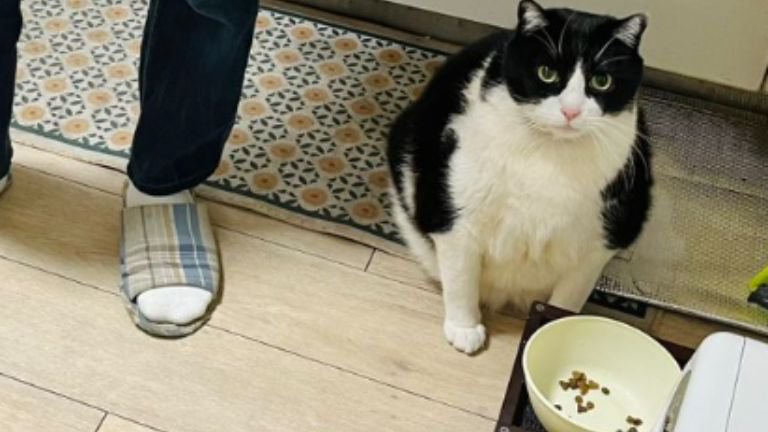 食器の前に座る猫