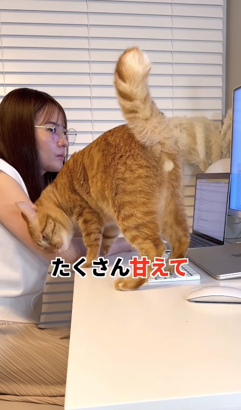 飼い主にすりすりしている猫