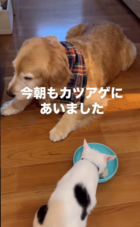 ご飯を食べている子猫と顔を背ける犬