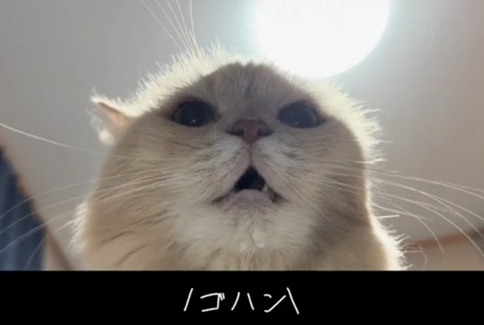 ご飯を要求するミーにゃちゃん