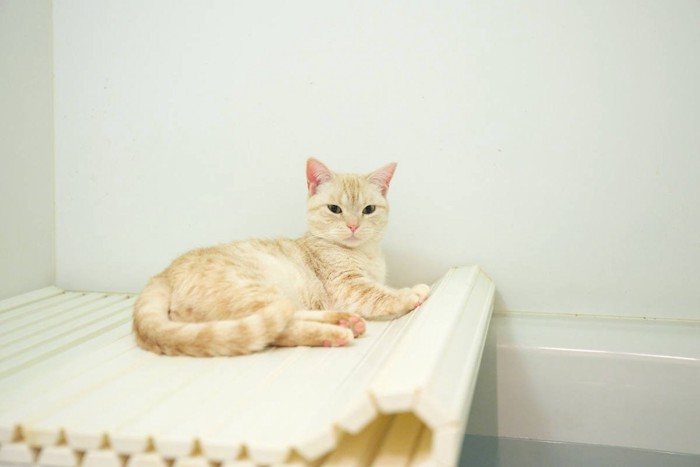 お風呂場に侵入してくる猫