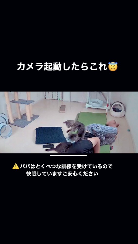 パパの上でも大暴れする猫