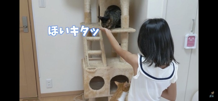 キャットタワーの上でおやつをもらう猫