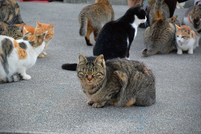 野良猫の集会