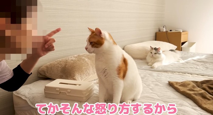 怒られる猫