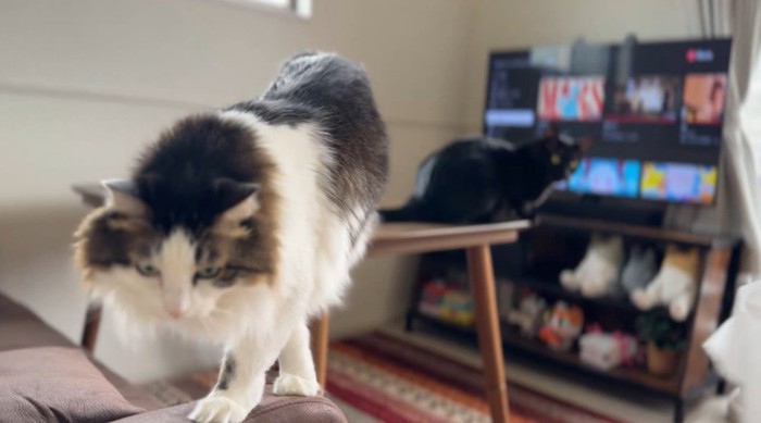 部屋のテーブルの上でくつろぐ黒猫