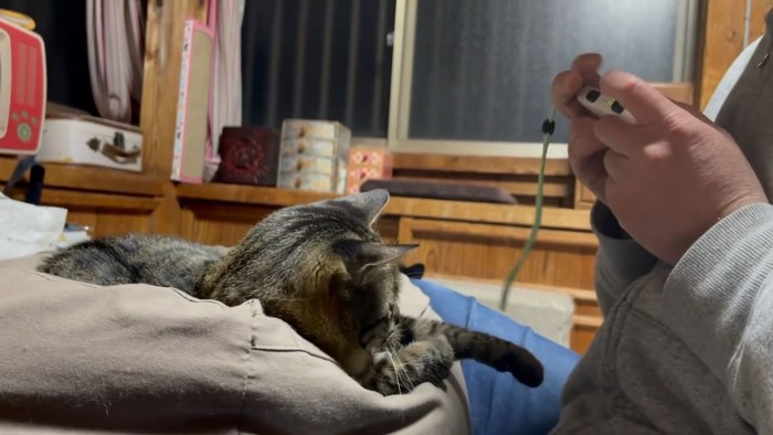 ゲームをする人と猫