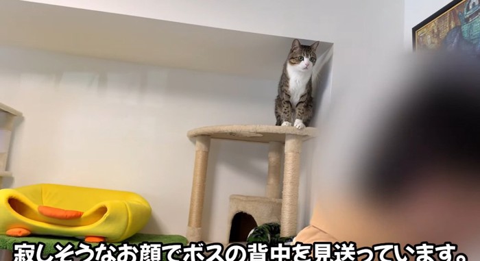 キャットタワーの上の猫