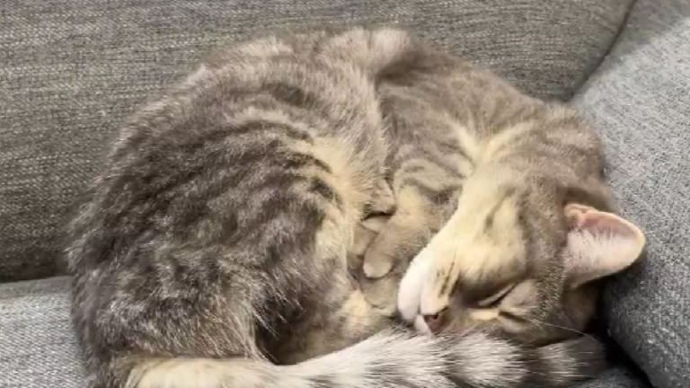 ソファーで眠っている猫