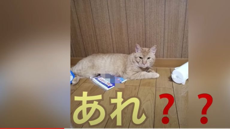 ポスターの上に座る茶猫