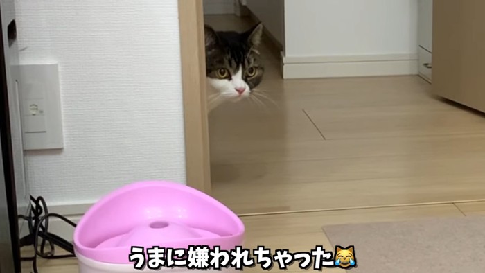 顔だけ出す猫