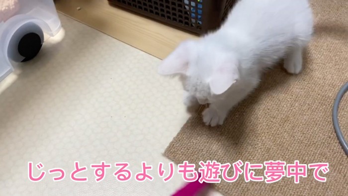 遊ぶ猫