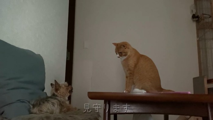 見つめ合う猫と犬