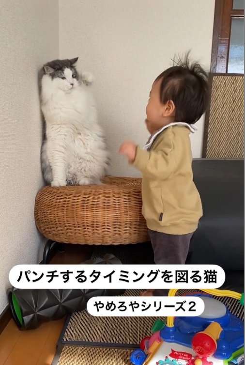 猫と幼児