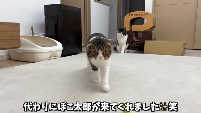 座る猫と歩いてくる猫