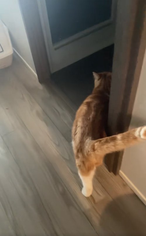 洗面所に向かう猫の後ろ姿