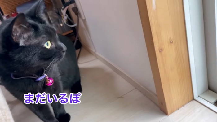 黒猫の横顔