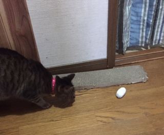 猫がボールをじっと見て、飛びつこうとしている