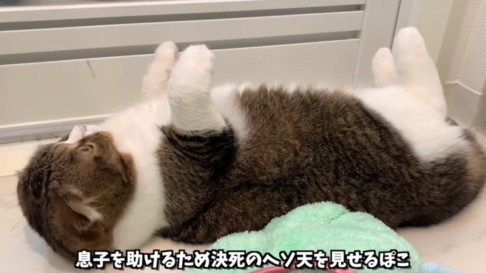 仰向けの猫