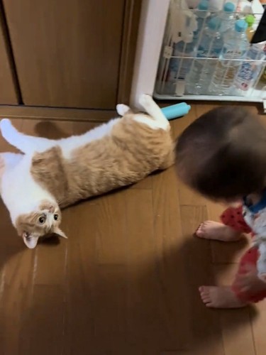 寝転がる猫を見る赤ちゃん
