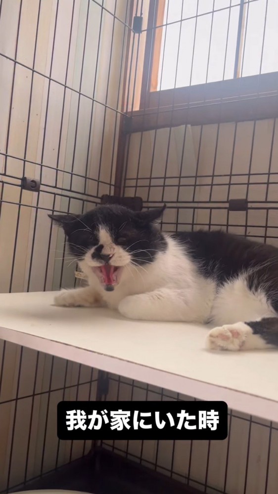 投稿者を見て立ち上がる猫