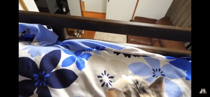 見下ろす猫