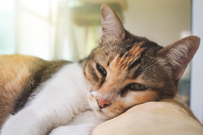 横になって目を細める猫