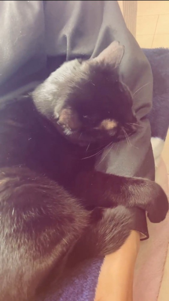 ママの脇腹に抱っこされる黒猫