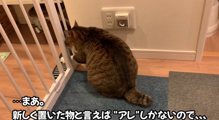 ゲートの前の猫