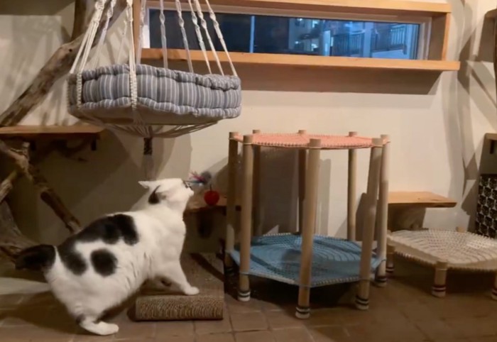 飛び乗ろうとする猫