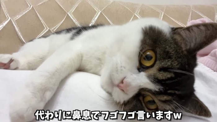 寝転ぶ猫