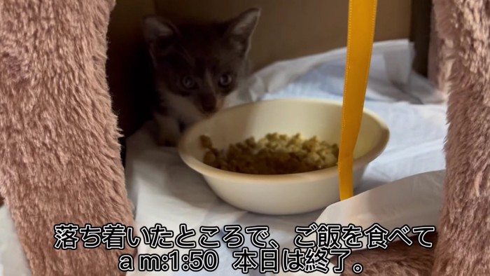 こちらを見る子猫