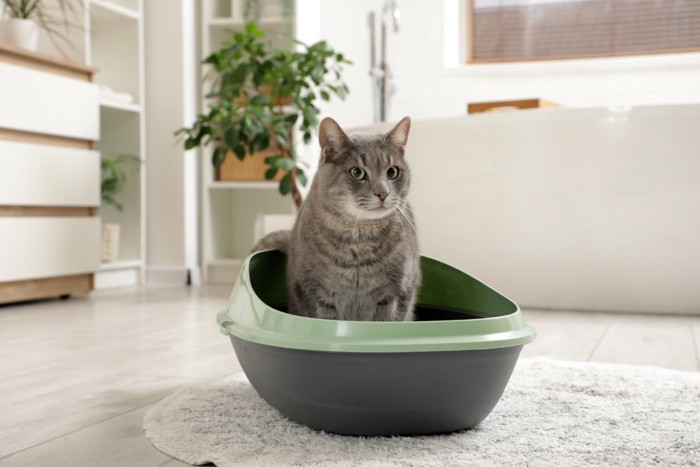 トイレに入っている猫