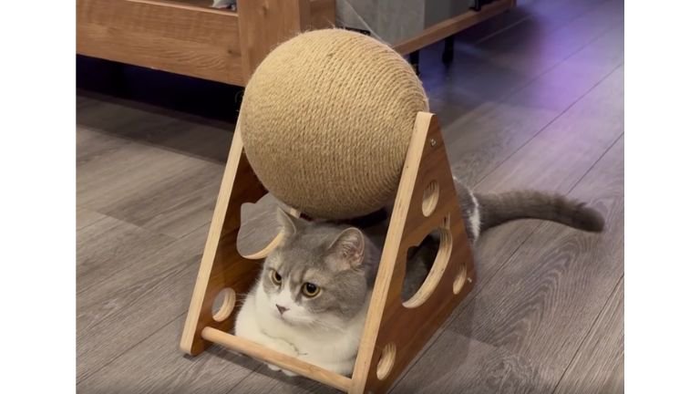 爪とぎの下の猫