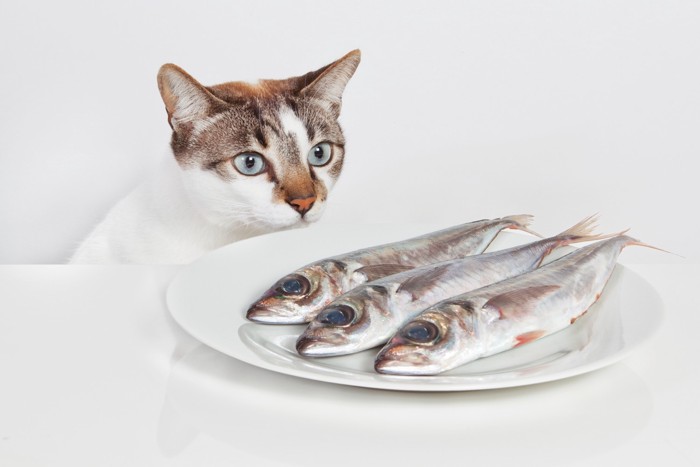 お皿の上に並べられた魚を見つめる猫